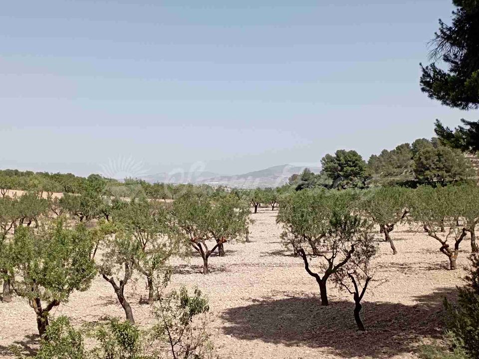 Helårsgrund i Jumilla, Murcia - foto 1